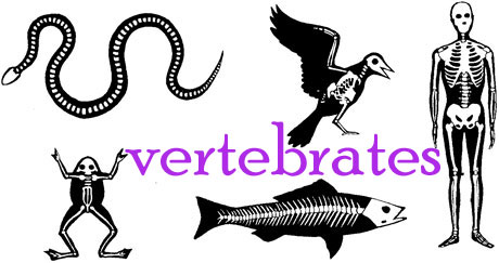 vertebrates1_3
