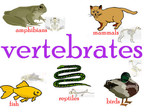 Image result for types of vertebrates